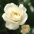 Rosa Princess SP